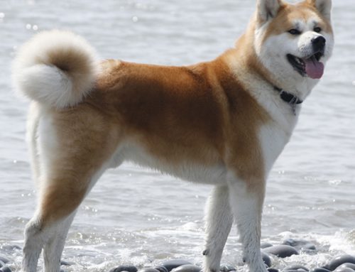 Canine Breeds of the World – Akita
